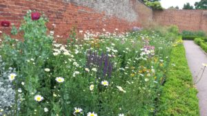 A flower bed at the walled garden. There are white and purple flowers in the flower patch