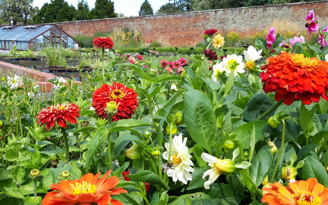 Autumn plant sale at charity walled garden
