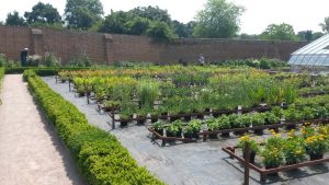 An image of the chantry walled garden nursery. Rows of plants can be seen on the ground. A small hedge runs through the left of the photo towards the big wall which is at the very back of the garden.