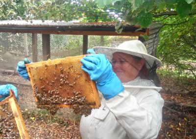 A lady in a bee keepers suit lifts some honeycomb out of a bee hive