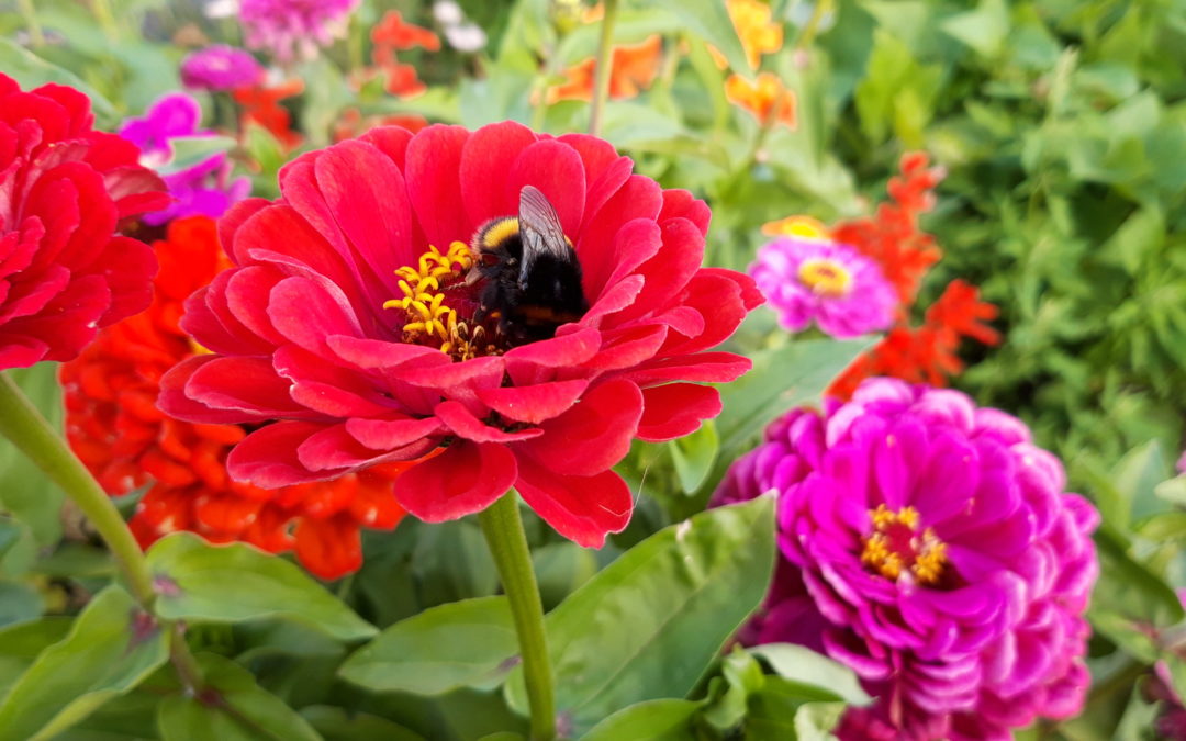 A bee collects nectar from a red flower grown at the People's Community Garden