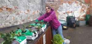 An ActivLives volunteer plants the strawberries on the garden picking table