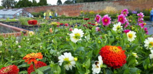 An image of a flower bed at Chantry walled Gardens , orange, white and purple flowers all crowd in the foreground whilst several volunteers from the garden can be seen working in the background.