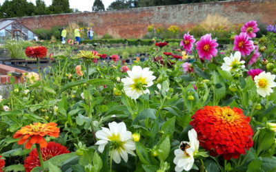 Fill gaps in your garden at our charity plant sale