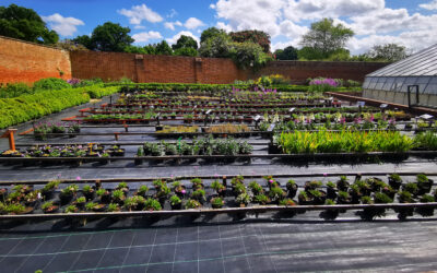 Place your plants order with our charity nursery!