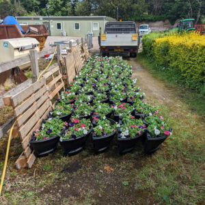 A photo of the planters all lined up and ready to be delivered to Ipswich town centre. The planters are filled with purple, pink and white flowers.
