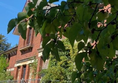 An image of a Mulberry tree at Belle Vue Gardens in Sudbury. The green leaves of the tree . A building can be seen behind the tree.