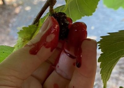 An image of a mulberry tree, a hand can be seen squeezing the purple juice from a mulberry, the juice splurts across the fingers of the hand.