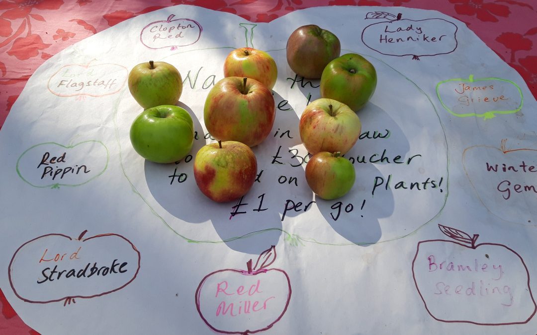 A photo of a selection of apples, they all sit on a white mat, at the edges of the mat are the names of the types of apples. The game is to try and guess which name belongs to which apple