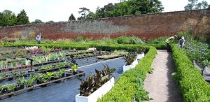 An image of the Chantry Walled Garden Nursery, there are rows of plants on the ground ready to be sold. There is also a small box hedge that runs through the garden around the perimeter. In the background of the image the wall can be seen, on the left of the image a person walks amongst the shrubs.