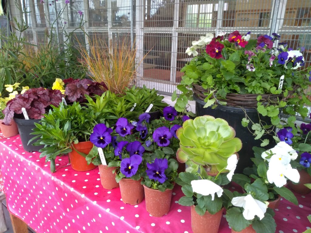 A table full of different coloured flowers sits outside on the veranda at the cress pavilion