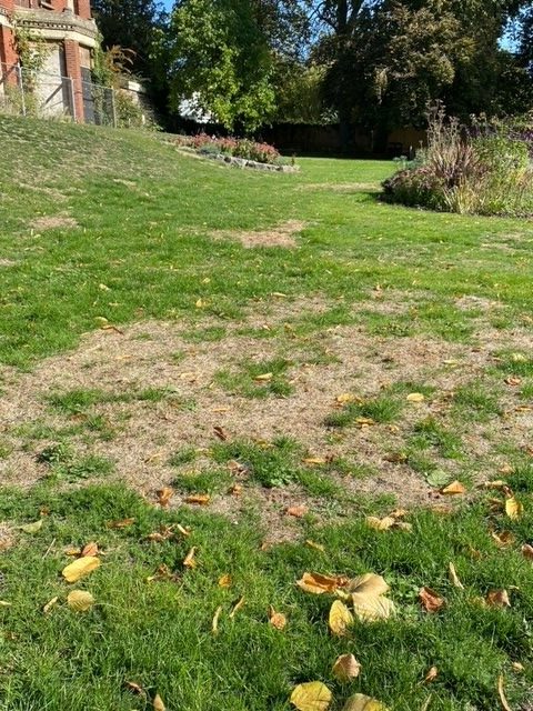 A photo of the bear patch of lawn at Belle View Gardens. Behind the scrubby lawn is a flower bead with some purple flowers, you can also see the trees of the park and on the left of the image is an old house