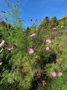 An image of some pink flowers in a flower patch. You can see the bright blue sky behind the flowers plus a couple of trees on the right of the image.