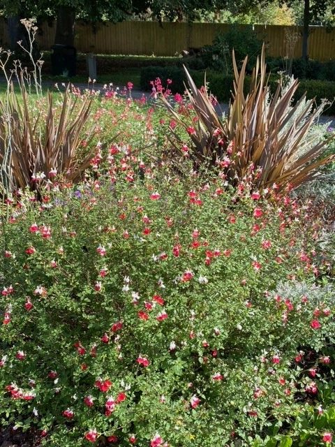 A photo of some flowers in a flower bed. In the foreground there are some pink and white flowers, behind them are some brown spiky bushes. The trees of the park can be seen in the background of the image.