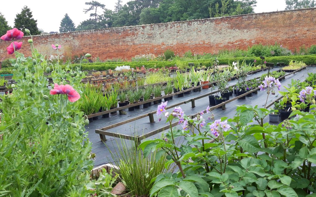 The chantry waled garden, rows of plants can be seen waiting to be sold.