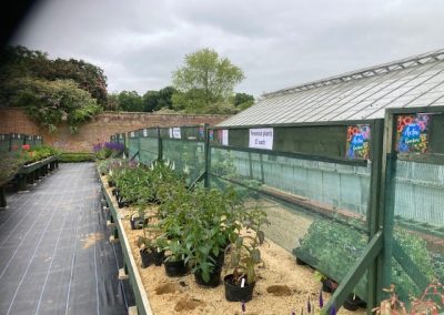 An image of one of the plant stalls at the plant fair. A long row of green plants stretches off into the distance. IN the background the wall of the walled garden can be seen and a green house is on the right hand side of the image.