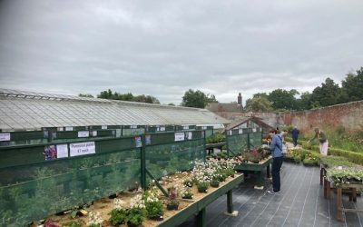 Record breaking day at Chantry Park Walled Garden Plant Fair    