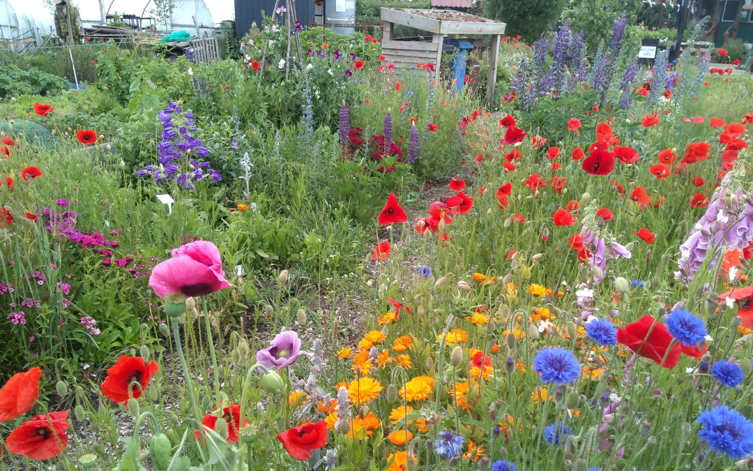 An image of a colourful flower bed at the people's community garden. There pink, blue, orange and red flowers all over the flower bed.