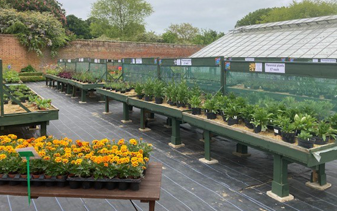 Rows of plants can be seen. There is a red brick wall running around the edge of the garden and on the right of the image is a green house.