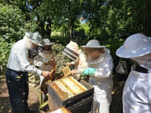 A group of people with safety clothes doing some bee session in the garden
