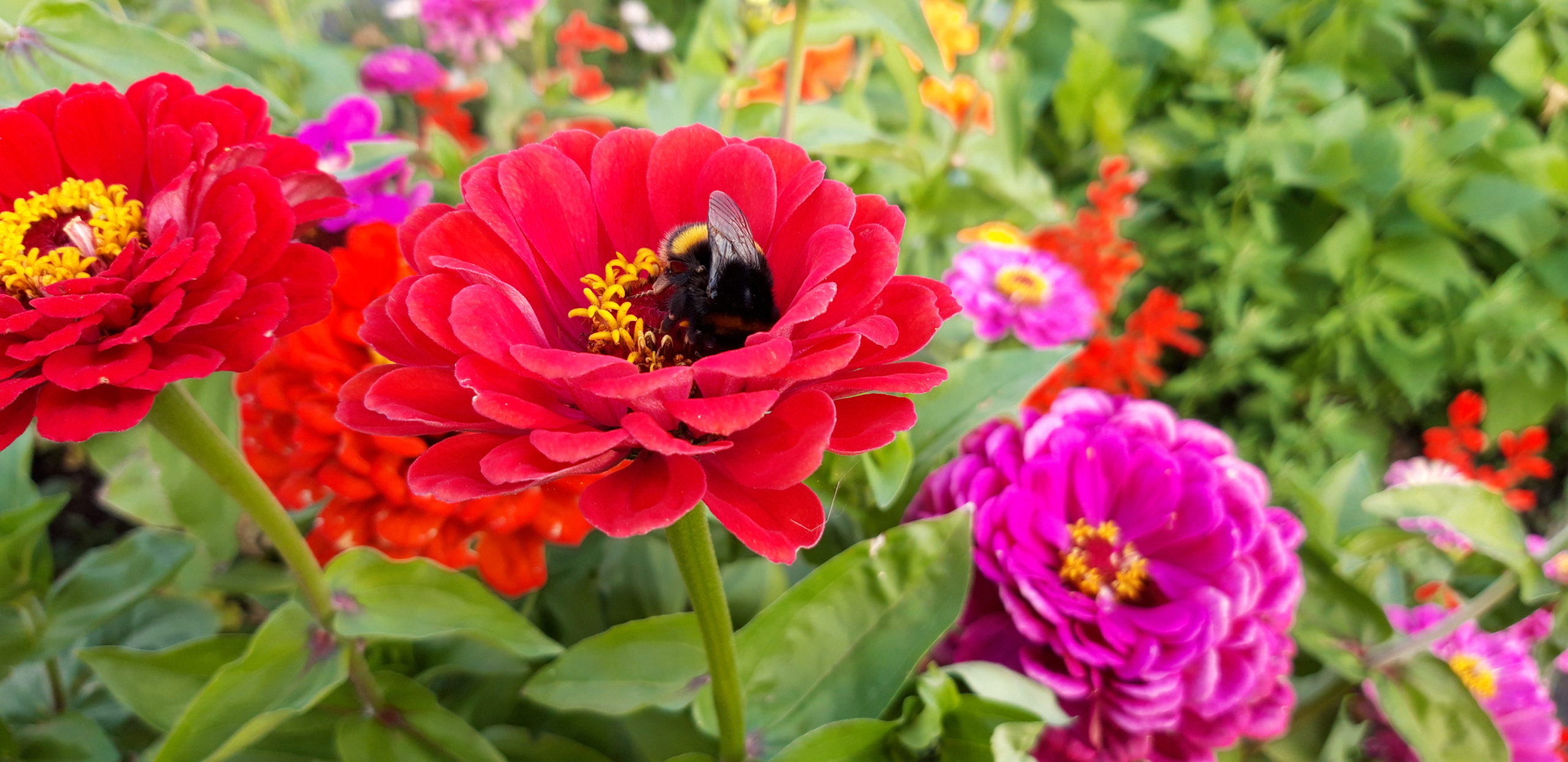Gardening in Mind – Spring 2023 @ People's Community Garden