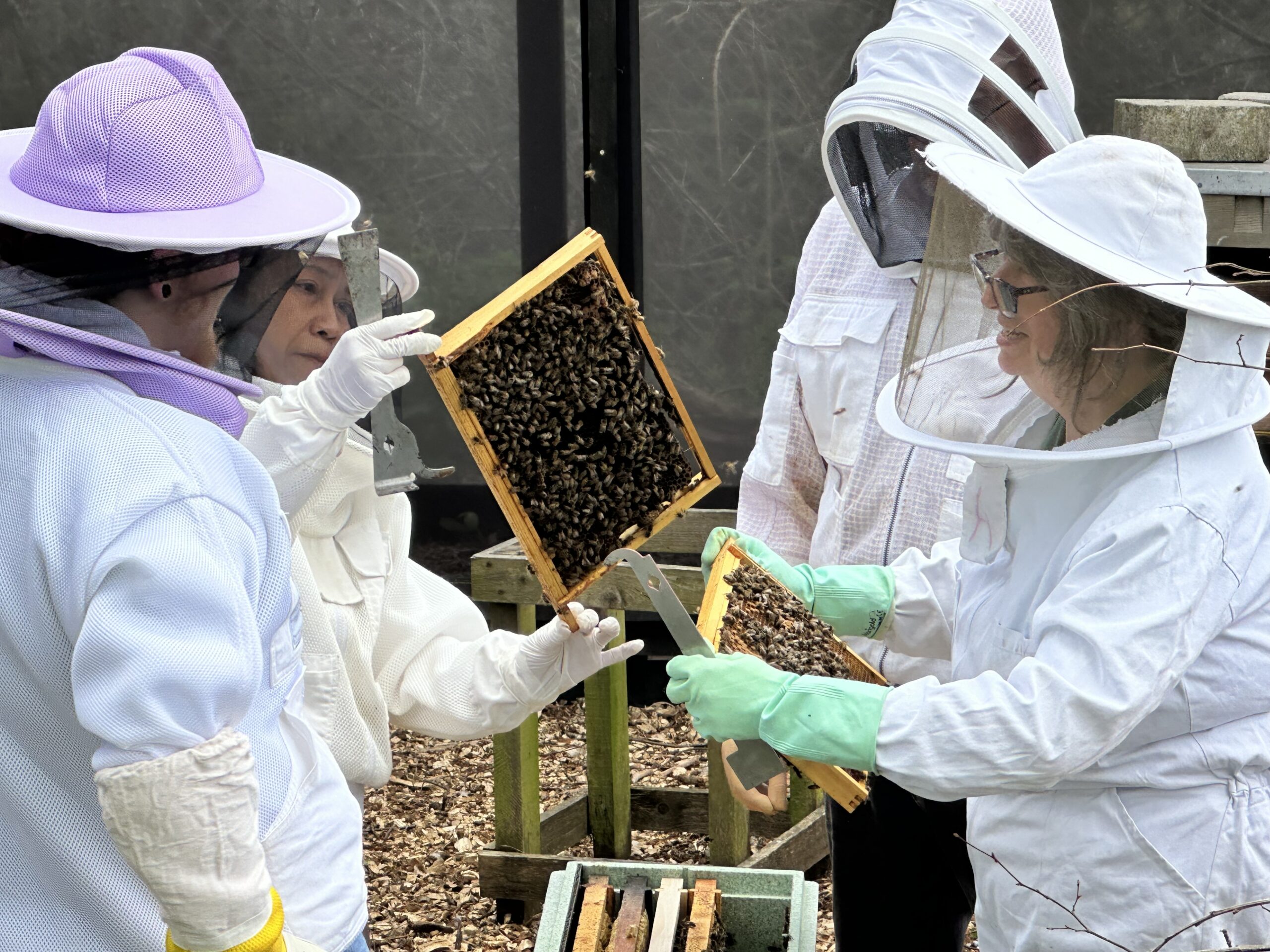 Beekeeping - Ipswich